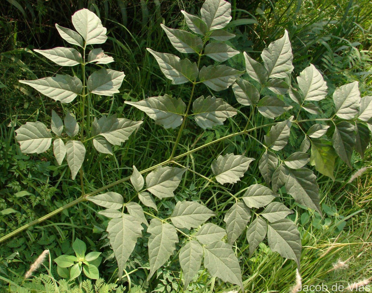 Millingtonia hortensis L.f.